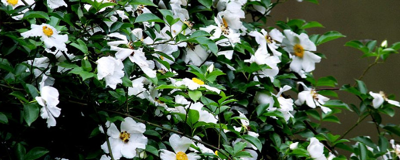 金樱子的花有什么作用 金樱子花的功效与作用及副作用