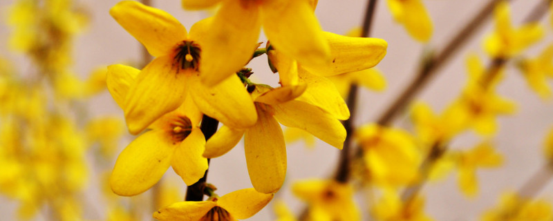 迎春花冬天能换盆吗 迎春花换盆时注意事项