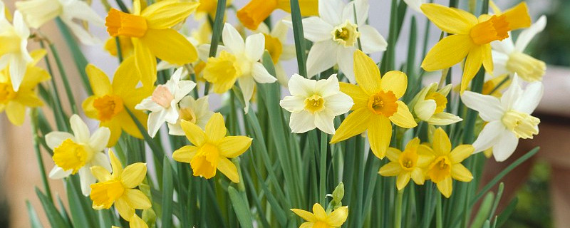 为什么水仙花会下垂呢（水仙花花朵为啥下垂）