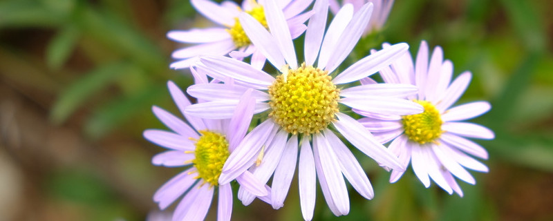 雏菊送人合适吗 小雏菊送人有忌讳么