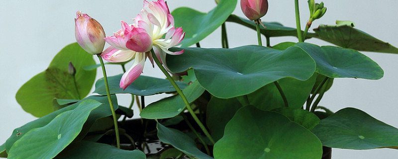 盆栽荷花为啥不立叶（盆栽荷花为何不开花）