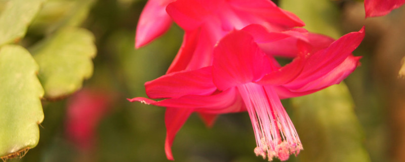 蟹爪兰冬天在室外能过冬吗 蟹爪兰可以过冬天吗