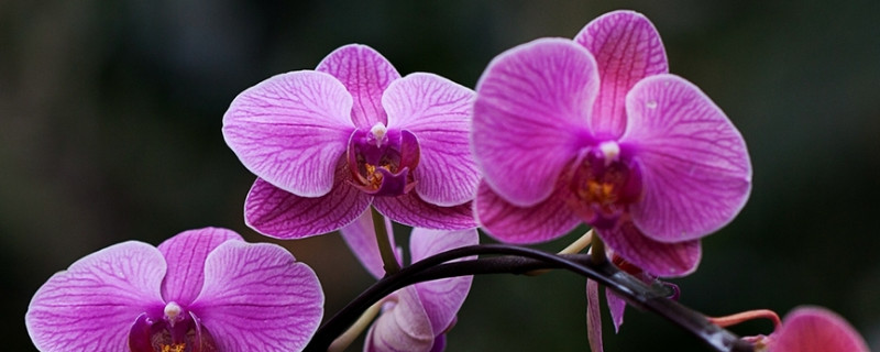 蝴蝶兰喜欢酸性还是碱性（蝴蝶兰喜欢酸性还是碱性土壤）