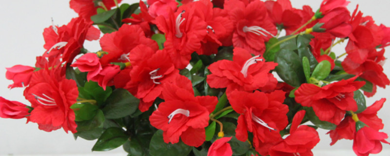 杜鹃花夏季可以换盆吗（杜鹃花冬天换盆）