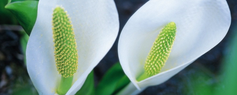 马蹄莲叶子发黄发软怎么办（马蹄莲叶子发黄了怎么办）