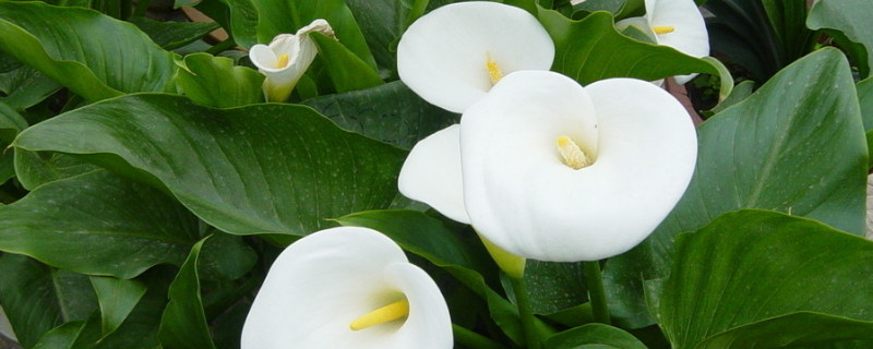 怎么让马蹄莲开花（如何让马蹄莲开花）