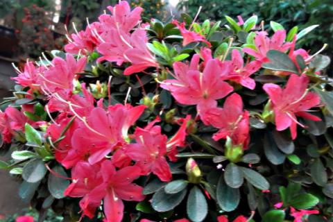 夏天杜鹃花怎么养才能开花