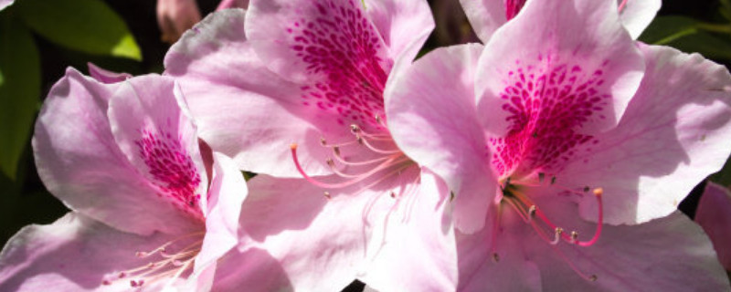 杜鹃花夏天枯萎怎么办 杜鹃花夏季枯萎了怎么救活