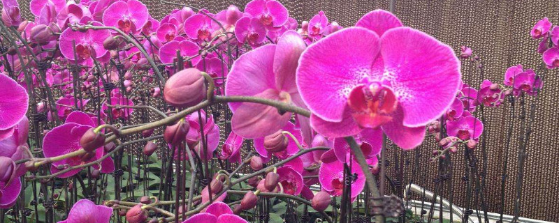 蝴蝶兰和君子兰哪个好养 君子兰跟兰花哪个好养