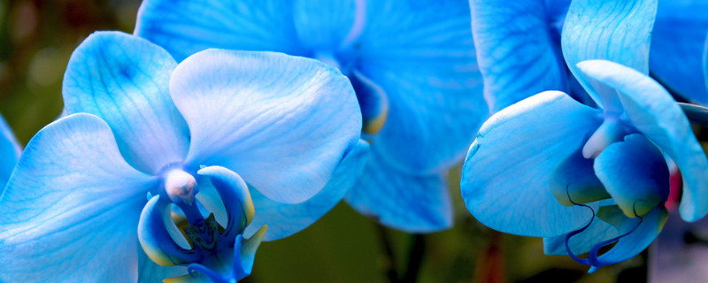 蝴蝶兰栽培技术 蝴蝶兰怎么种