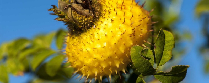 金樱子盆栽可以结果吗（金樱子栽培几年可以挂果）