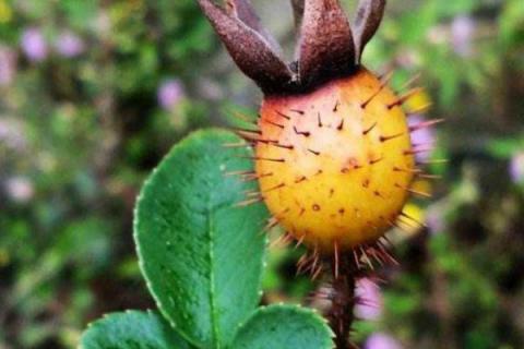 被金樱子刺了怎么处理