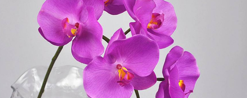 蝴蝶兰喜欢什么样的生长环境(蝴蝶兰喜欢在什么地方生长)