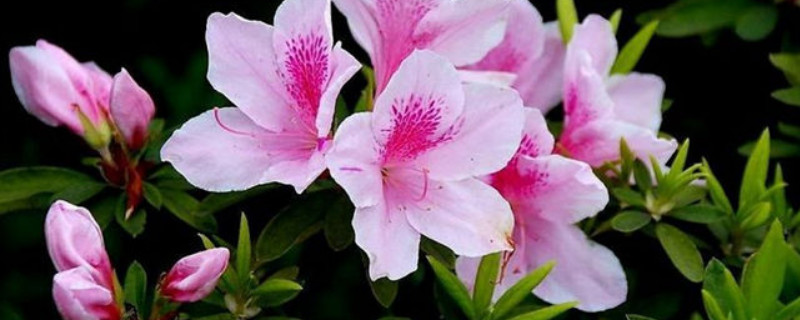 杜鹃花秋季开花期怎样养护 杜鹃花冬季开花管理
