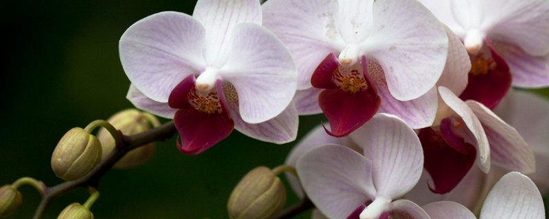 蝴蝶兰春天可以分盆吗 组盆蝴蝶兰要分开