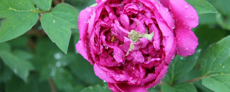 芍药花什么时候剪枝（芍药花用剪枝吗?）