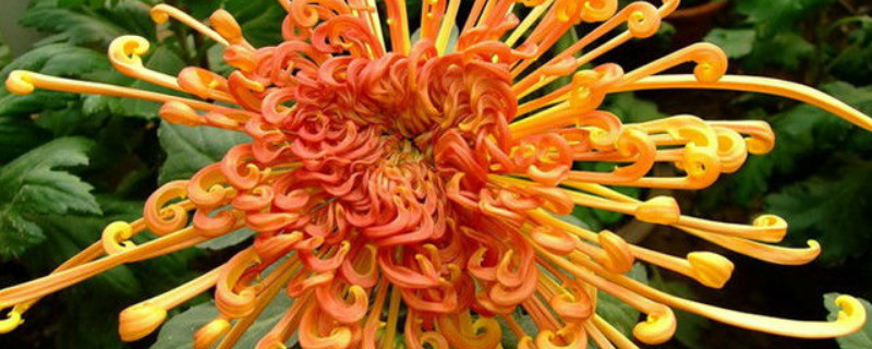 菊花放卧室会睡不着吗（放菊花里面睡觉会不会拿不出来）