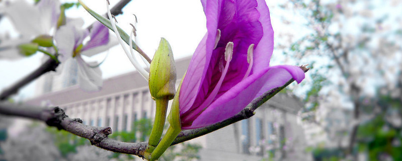 紫荆花叶子黑斑为什么（紫荆花树干发黑掉叶怎么回事）