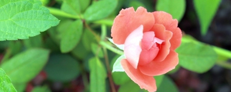 玫瑰多久可以长出花苞（玫瑰花几月长花苞）