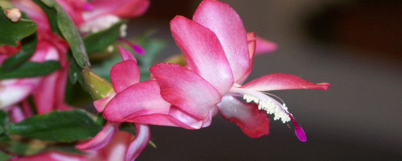 蟹爪兰秋季开花后怎么养护（蟹爪兰秋天怎么养护冬天才会开花多）