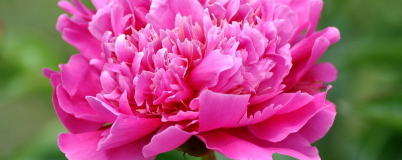 盆栽芍药冬天怎样过冬 盆栽芍药冬天怎么养