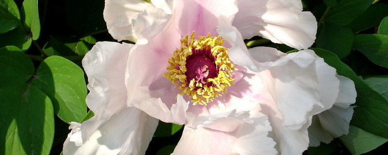 芍药花冬天能栽吗(芍药花春天可以移栽吗)