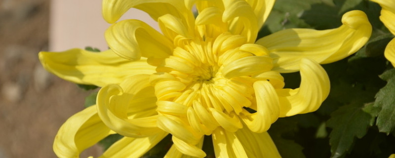 盆栽菊花怎么浇水（菊花用什么水浇）