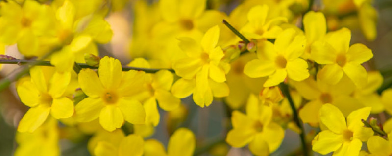 迎春花用肥烧根怎么办（兰花施肥烧根了怎么办?）