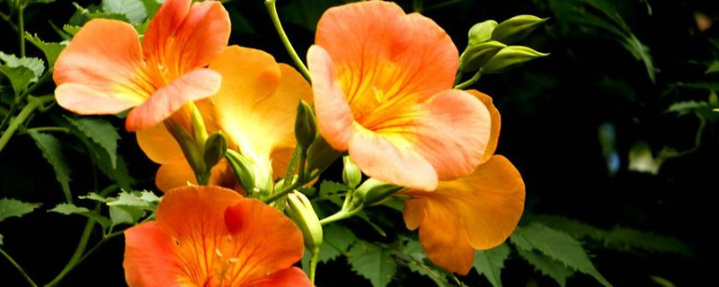 凌霄花大量掉叶怎么办 凌霄黄叶掉叶怎么办