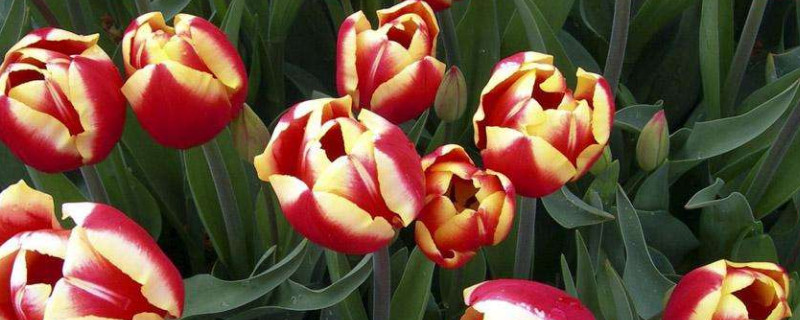 郁金香喜阴还是喜阳 郁金香是喜阴还是喜阳