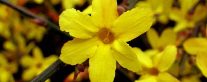 迎春花能活多少年（迎春花寿命）