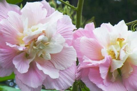 芙蓉花冬天会掉叶子吗