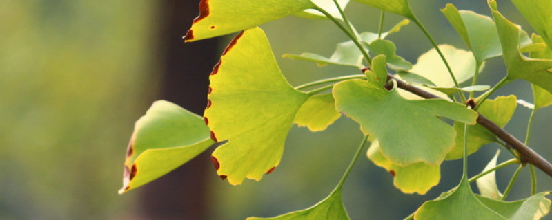 银杏叶变黄的原因 银杏叶发黄是什么原因