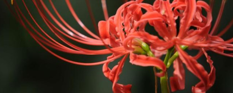 彼岸花种子多久晒次太阳 彼岸花种子可以放多久