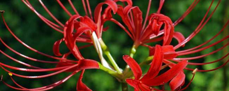 龙爪花和彼岸花一样吗（彼岸花和什么花相似）
