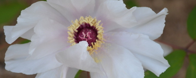 牡丹花春天种注意什么 春天种牡丹要注意什么