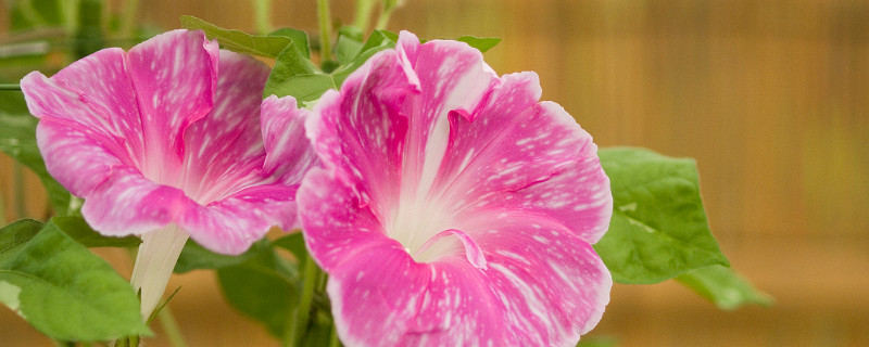 牵牛花什么时候结种子 牵牛花几月份结种子