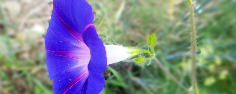 牵牛花种子可以放水里种吗 牵牛花种子要用水泡吗