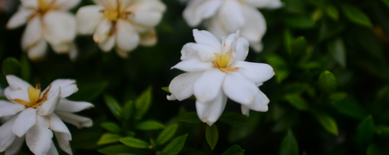 栀子花变黑了怎么办(栀子花叶子为什么变黑怎么办)