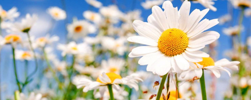 雏菊发芽后怎么护理 雏菊种子发芽后怎么呵护