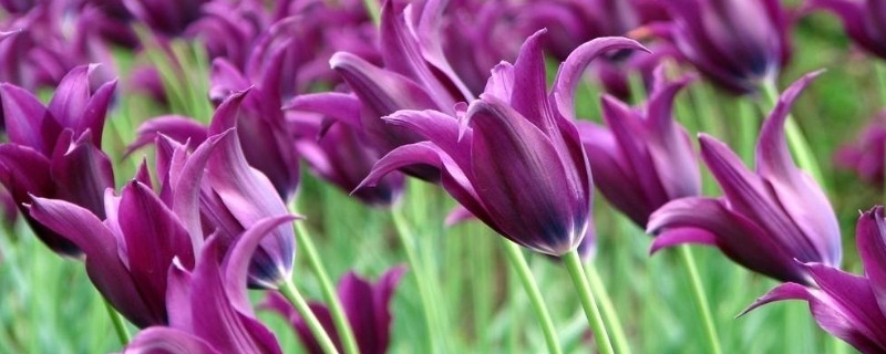 水培郁金香种球如何种植（郁金香花球怎么水培）