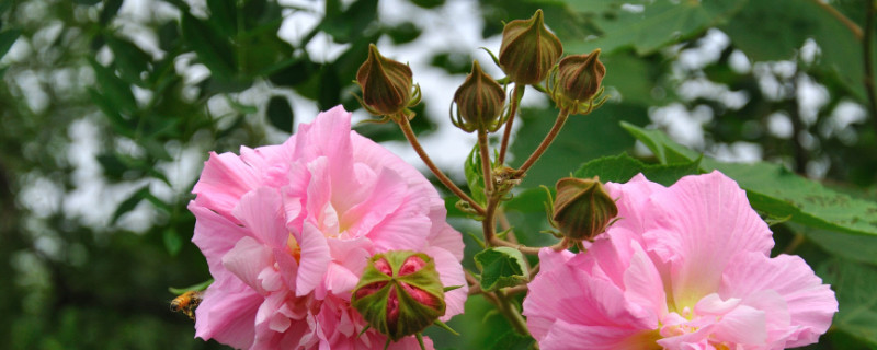 芙蓉花根部是露在花盆外的吗 芙蓉花的根是什么样子的