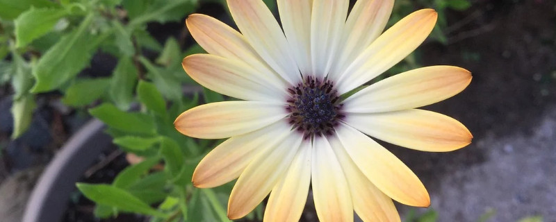 雏菊可以放在卧室吗（雏菊花可以放卧室吗?）