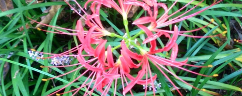 彼岸花春天长叶子吗(彼岸花春天剪叶子吗)