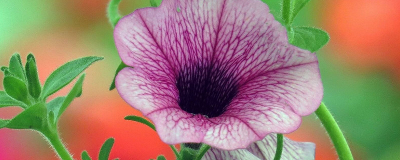 牵牛花怎么定植 牵牛花怎样种植方法