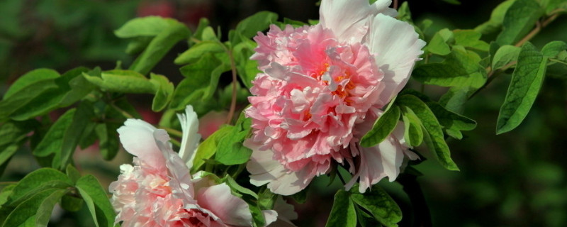 牡丹花种植方法 牡丹花种植方法和注意事项