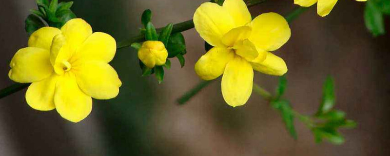 迎春花春天还是秋天移栽好 冬天栽迎春花可以吗?