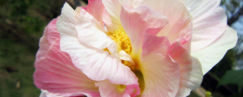 芙蓉花长在水里吗 芙蓉生长在水里吗