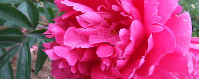 白芍能代替芍药吗(白芍和白芍药)