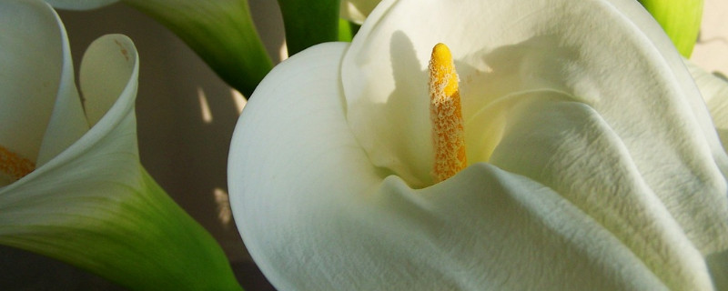 马蹄莲冬天怎么养 马蹄莲冬天的养殖方法和注意事项